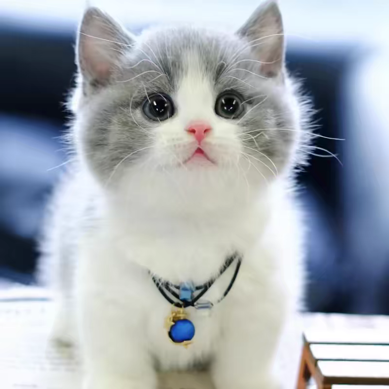猫舍直销,批发价出售,英短蓝白